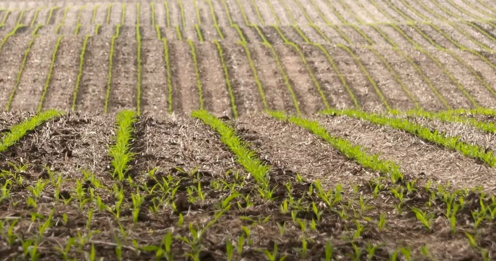 Disadvantages Of Mixing Roundup With Atrazine