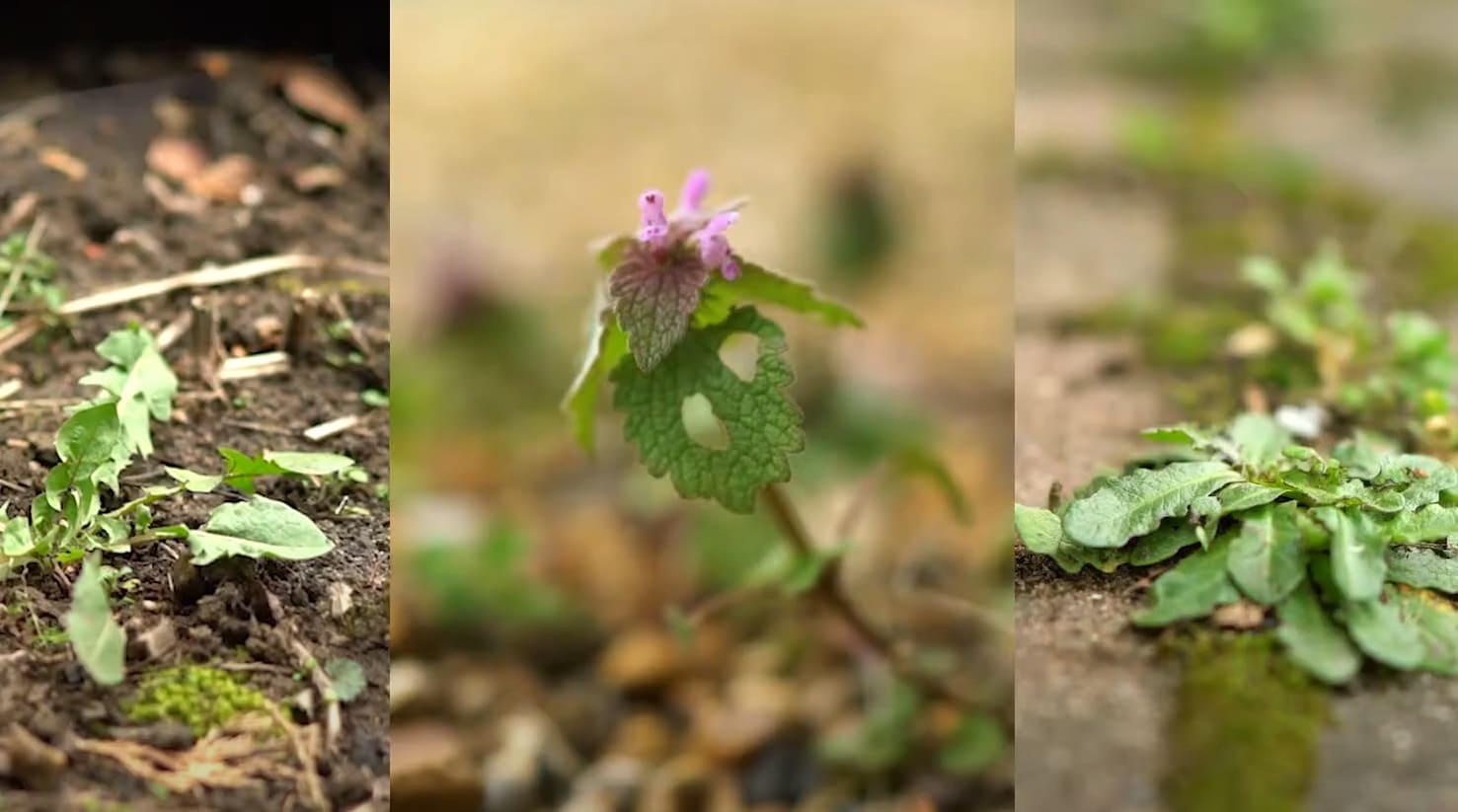 Can You Mix Roundup and Bleach? CanYouMix