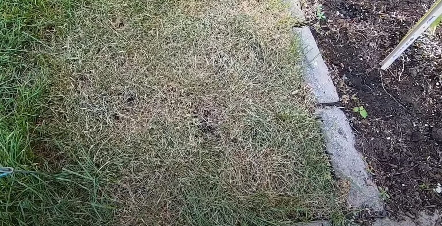 Can You Mix Roundup With Vinegar? CanYouMix