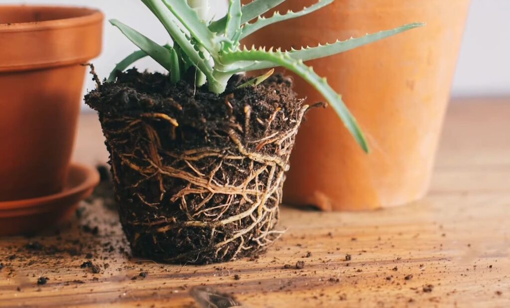 Benefits of Mixing Potting Soil With Garden Soil