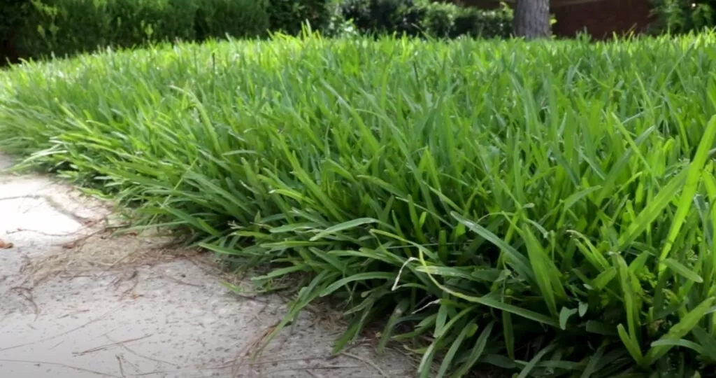 What are Cool Season Grasses