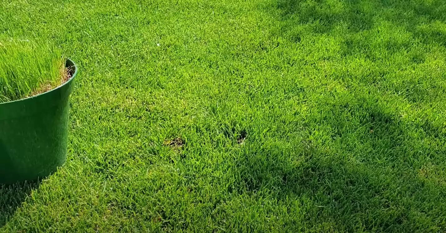 Can You Mix Warm and Cool Season Grasses?