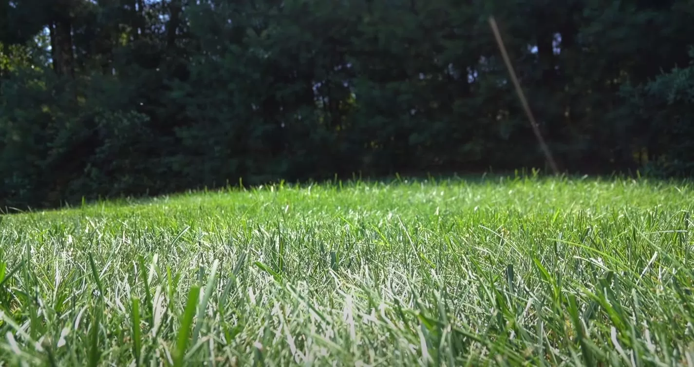 Can You Mix Glyphosate and 2,4-D?