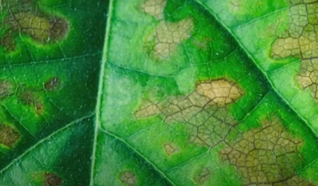 So, Can You Mix Roundup and Gramoxone?