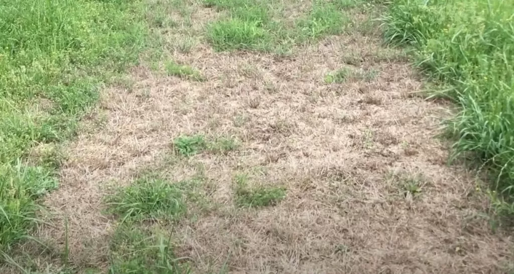 What Kinds Of Gramoxone Are There?