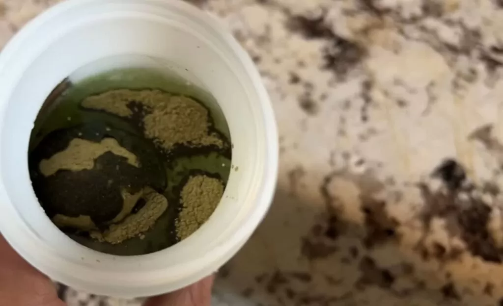 What Are Athletic Greens and Protein Powder?