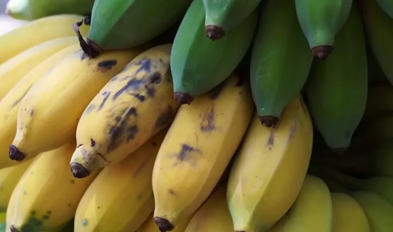 Eating a Banana vs. Blending a Banana: Which Is Better?